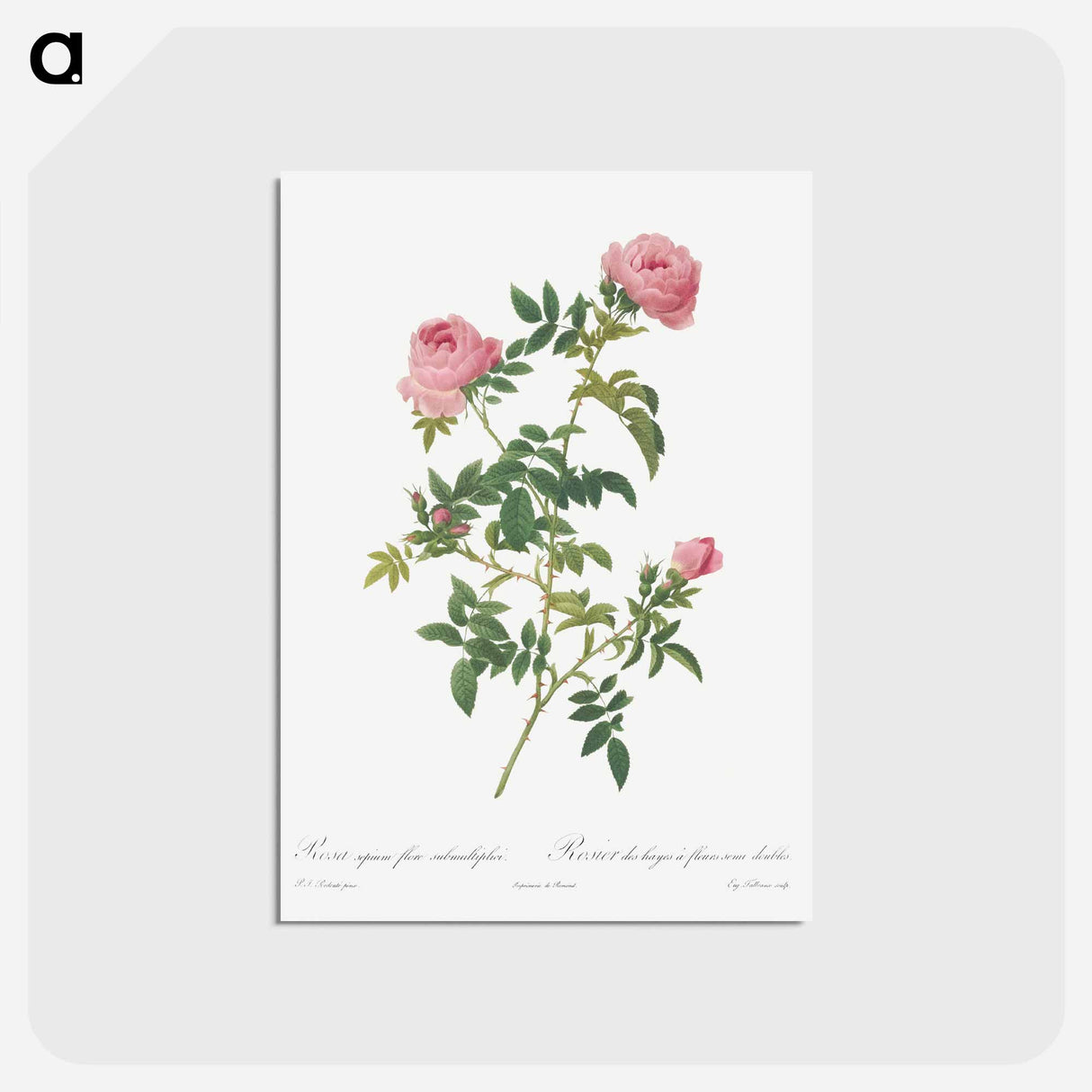 アートポストカード-Hundred-petalled English Rose - ピエール ジョゼフ ルドゥーテ Postcard.