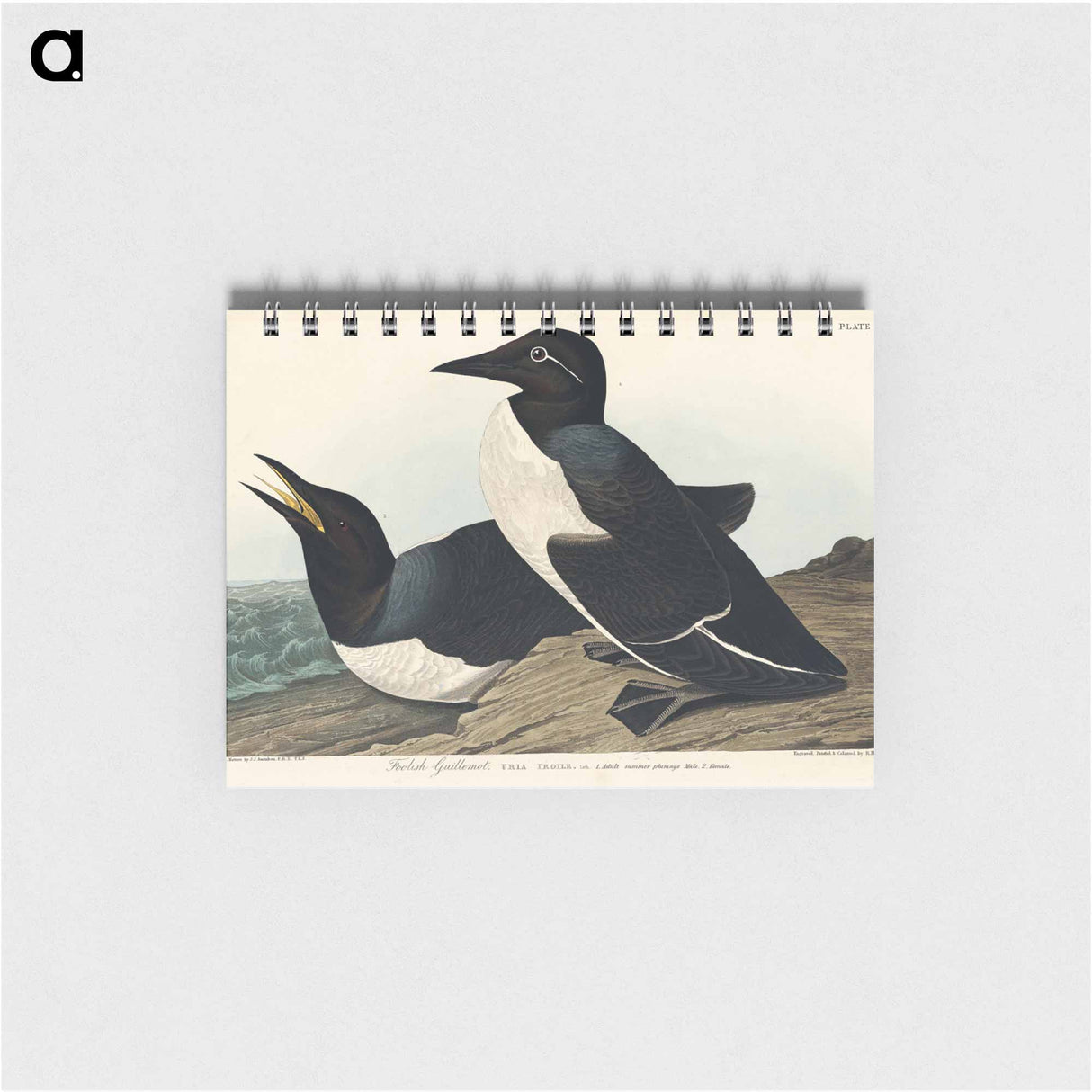 アートメモ帳-Foolish Guillemot from Birds of America
- アメリカの鳥たち Memo.