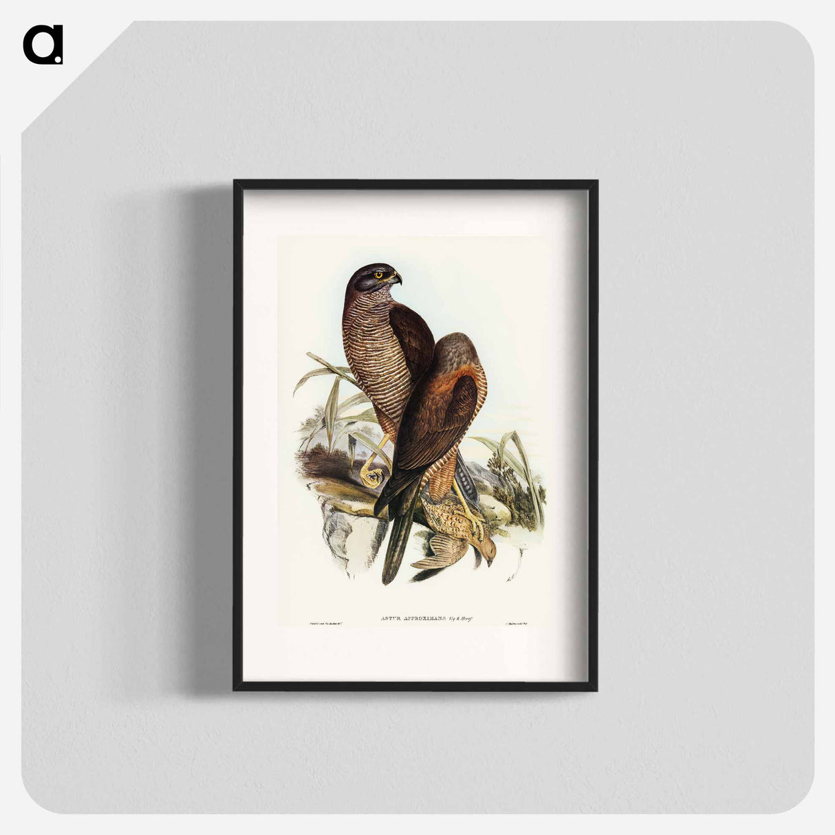 アートポスター-Australian Goshawk
- オーストラリアの鳥 Poster.