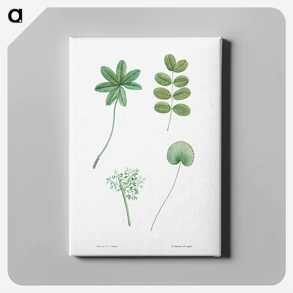 Tree leaf set - Pierre Joseph Redouté Canvas.