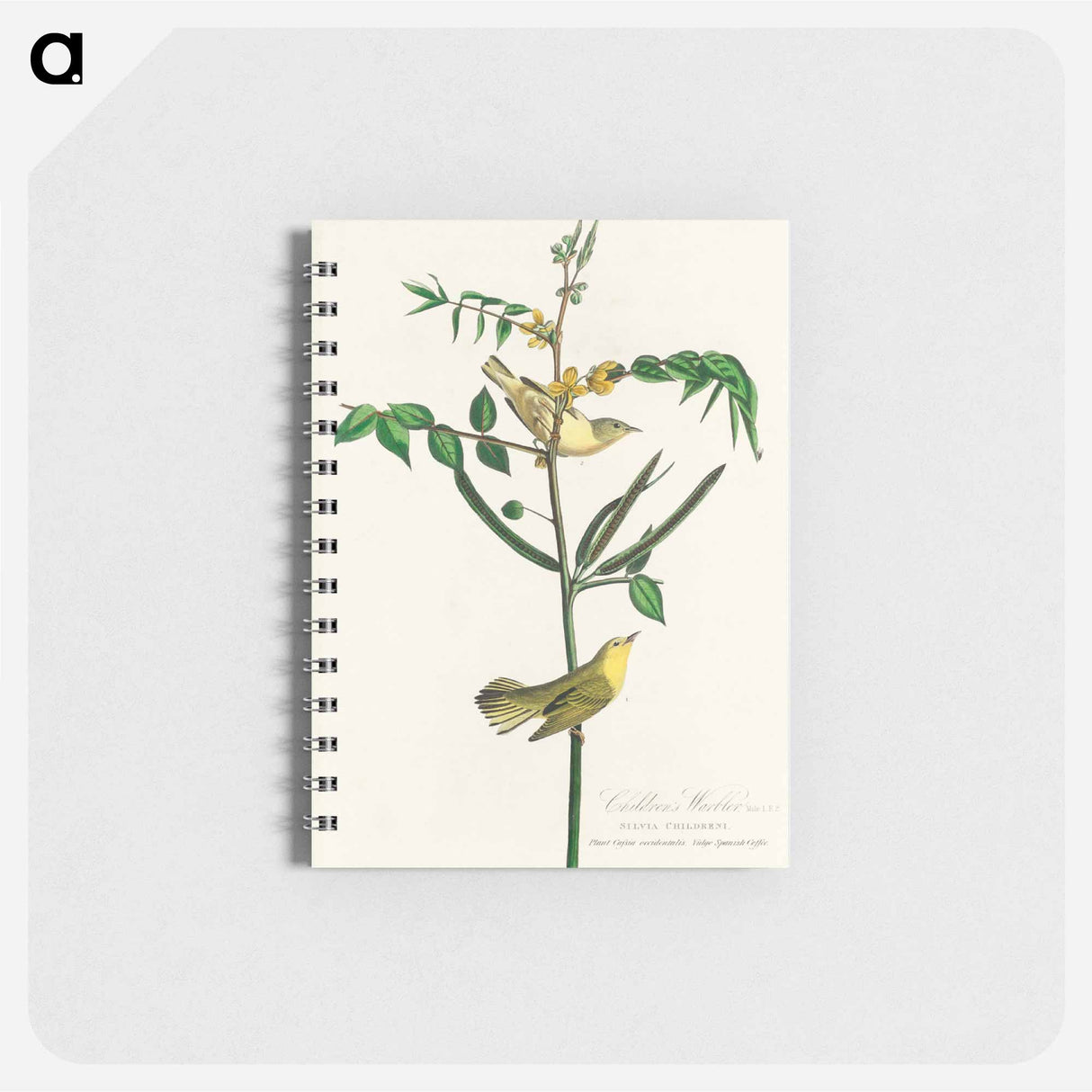 アートメモ帳-Children's Warbler from Birds of America
- アメリカの鳥たち Memo.