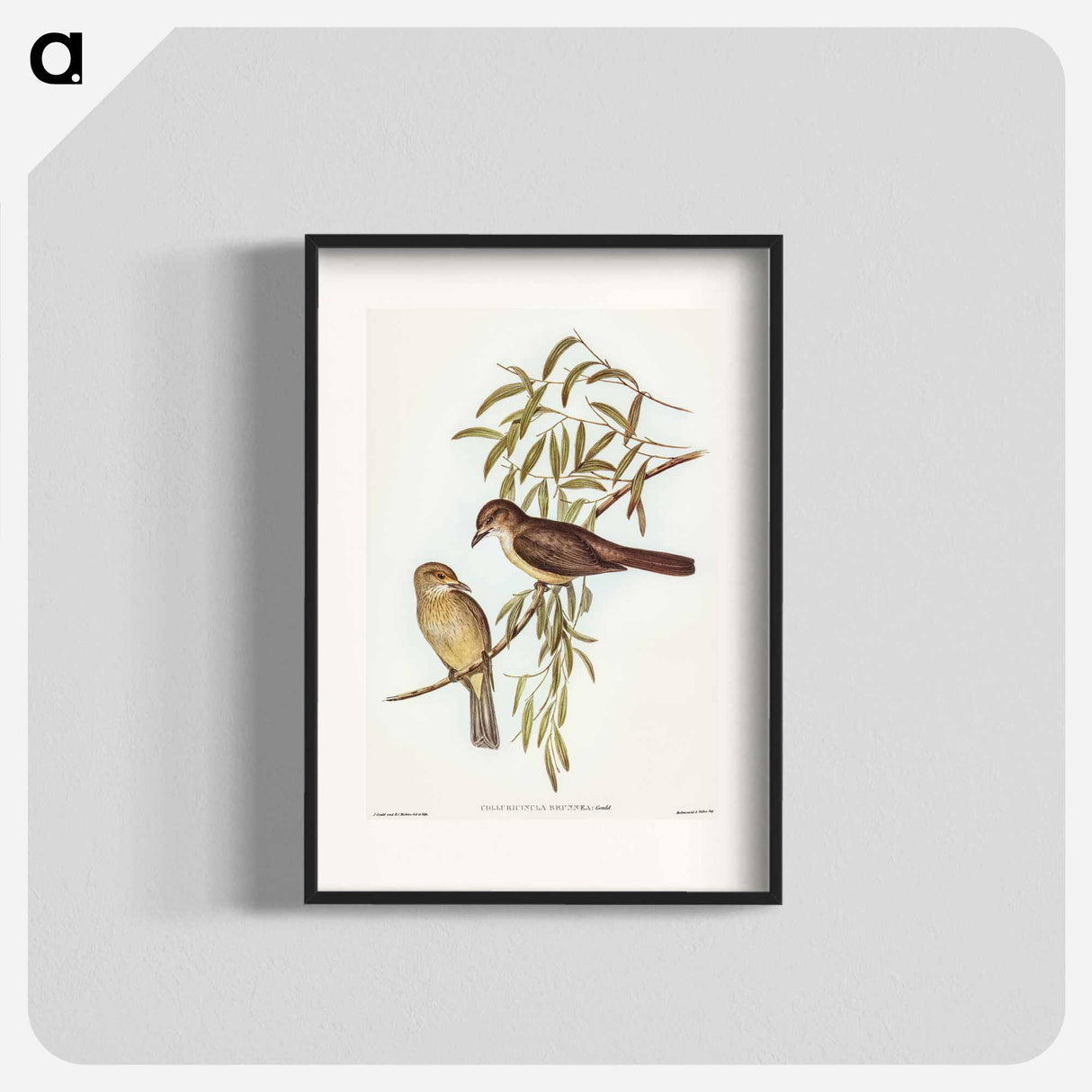 アートポスター-Brown Colluricincla
- オーストラリアの鳥 Poster.