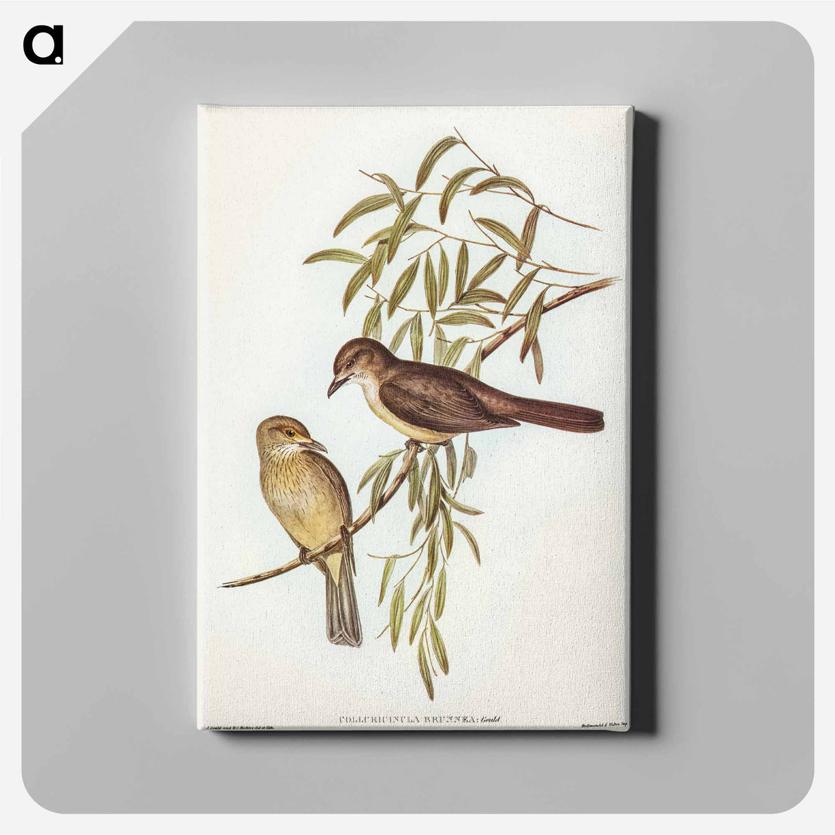 Brown Colluricincla
- オーストラリアの鳥 Canvas.