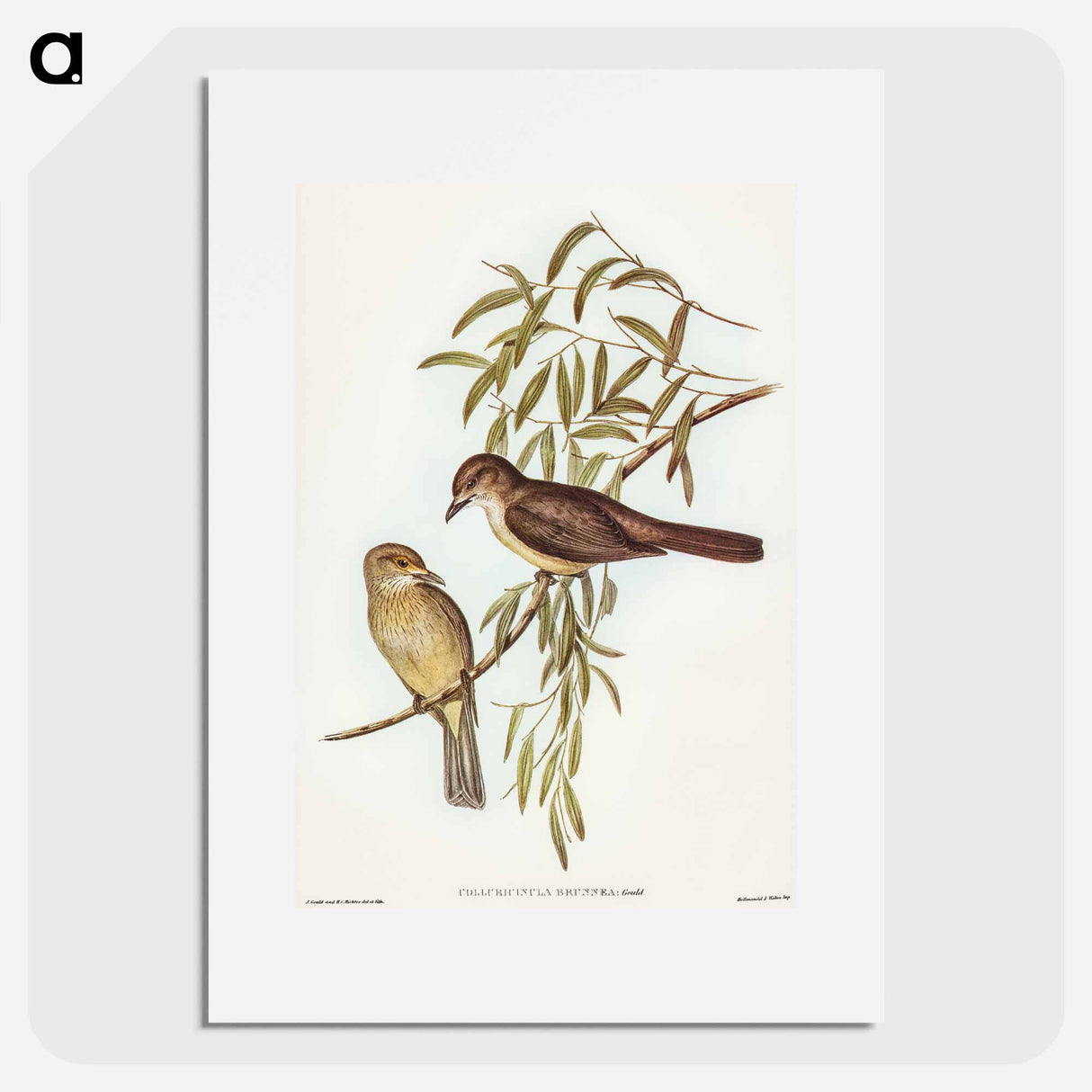 アートポスター-Brown Colluricincla
- オーストラリアの鳥 Poster.