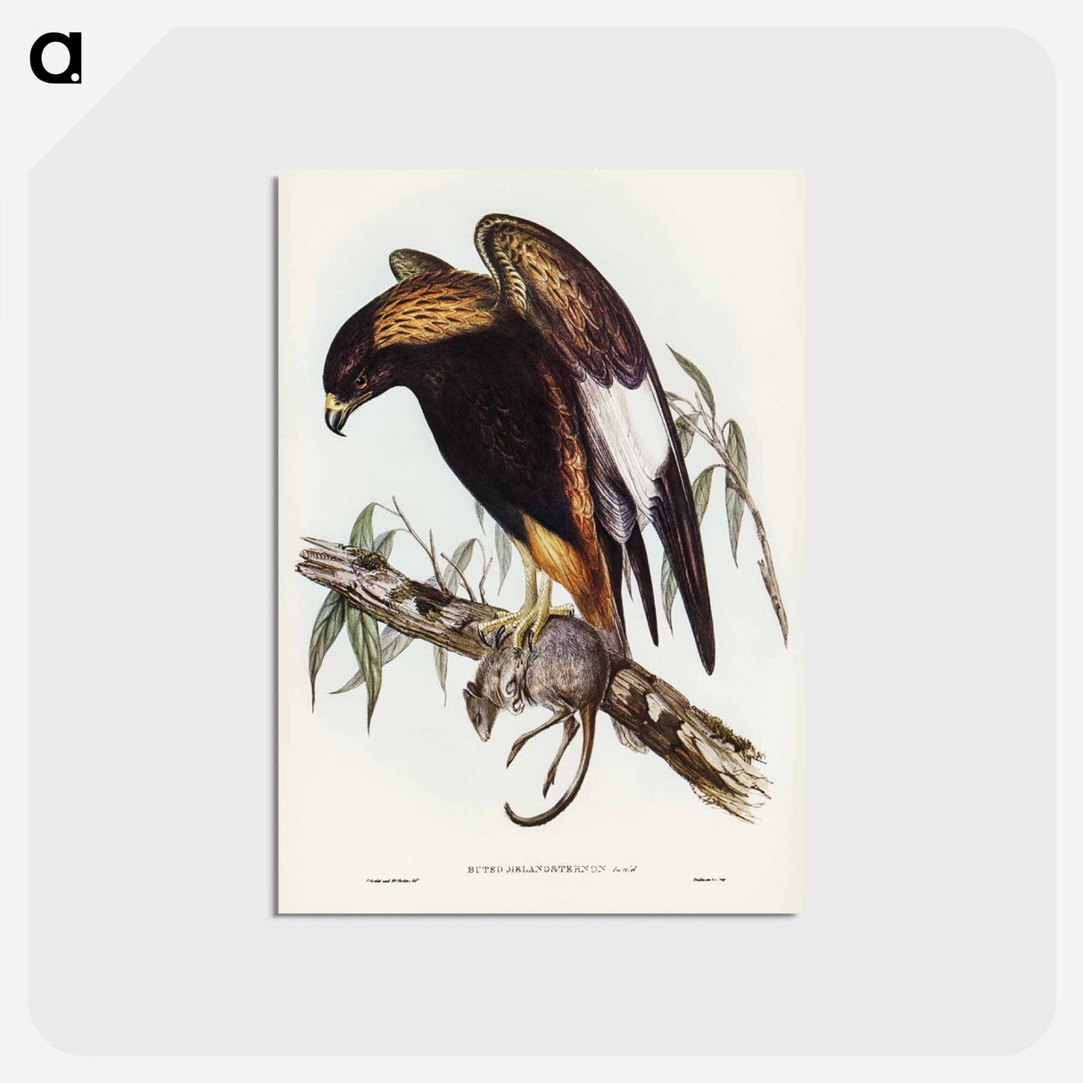 アートポストカード-Black-Breasted Buzzard
- ジョン グールド Postcard.
