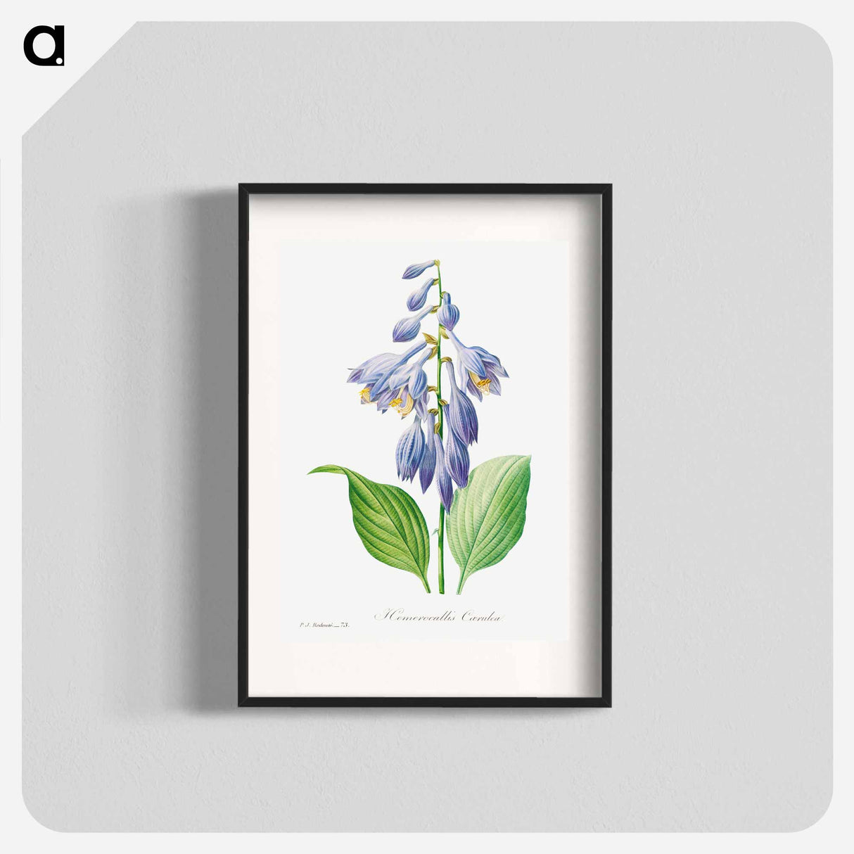 Daylily - Pierre Joseph Redouté Poster.