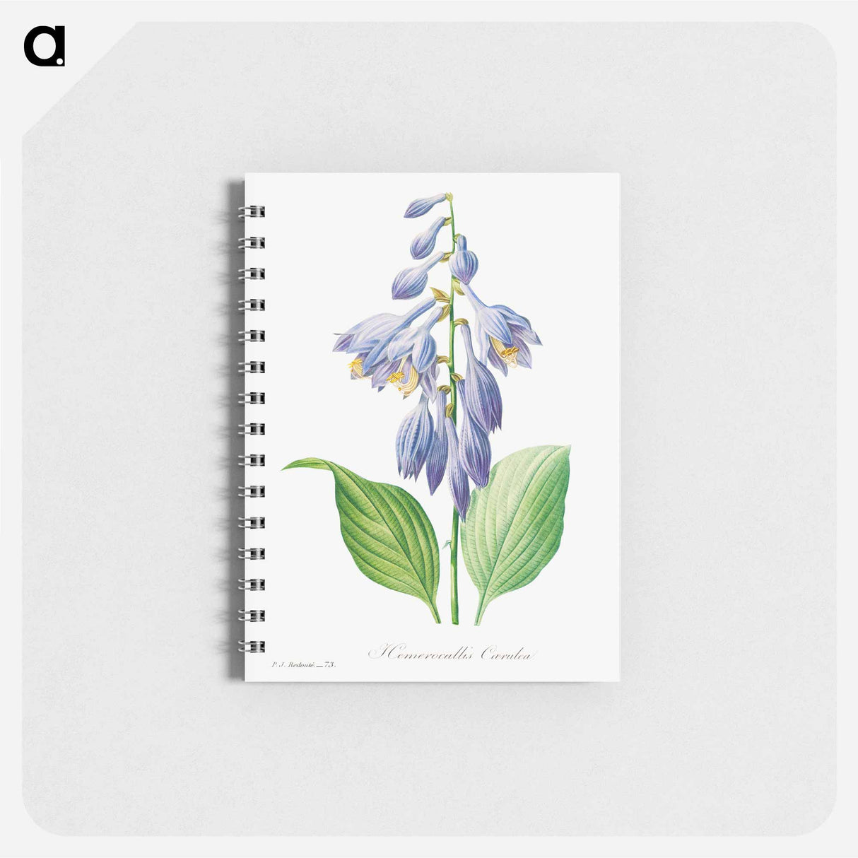 Daylily - ピエール ジョゼフ ルドゥーテ Memo.