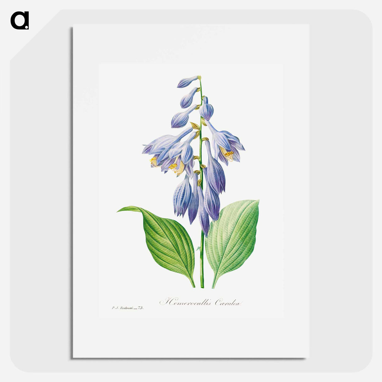 Daylily - Pierre Joseph Redouté Poster.
