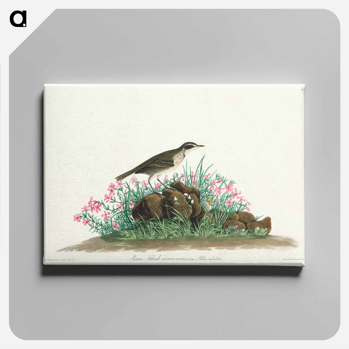 アートパネル-Prairie Titlark from Birds of America
- アメリカの鳥たち Canvas.