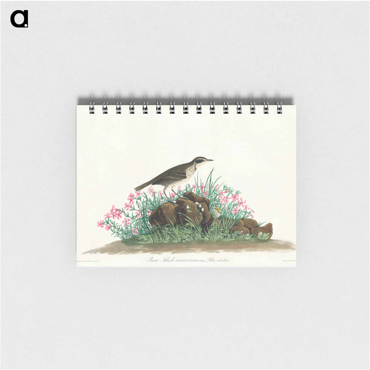 アートメモ帳-Prairie Titlark from Birds of America
- アメリカの鳥たち Memo.
