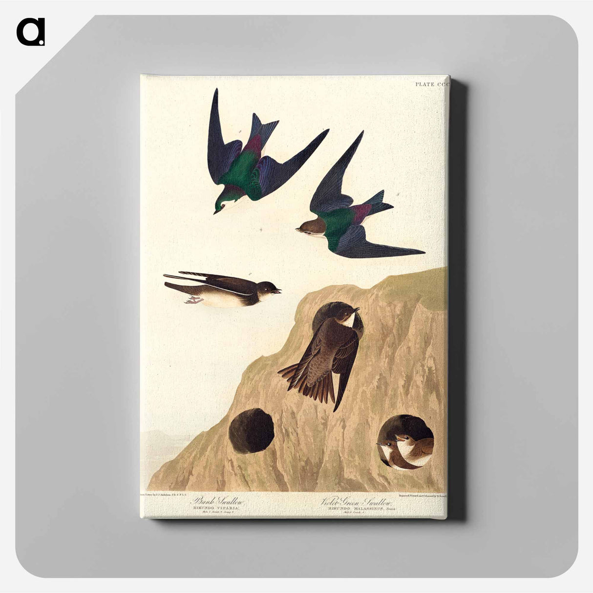 アートパネル-Bank Swallow and Violet-green Swallow
- ジョン ジェームス オーデュボン Canvas.