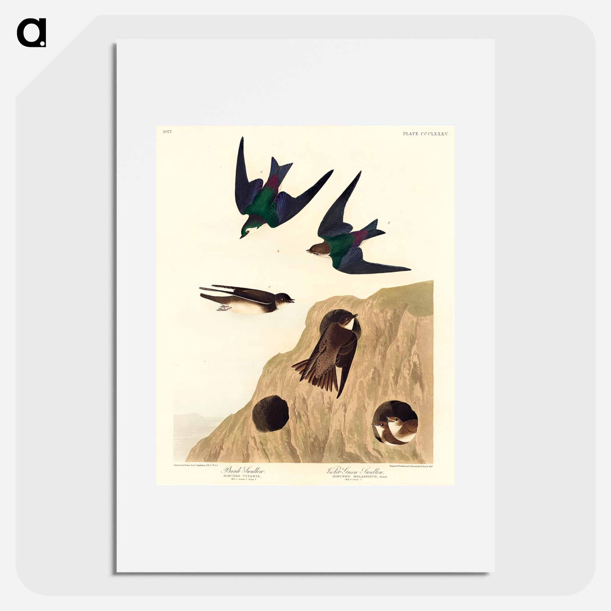 アートポスター-Bank Swallow and Violet-green Swallow
- ジョン ジェームス オーデュボン Poster.