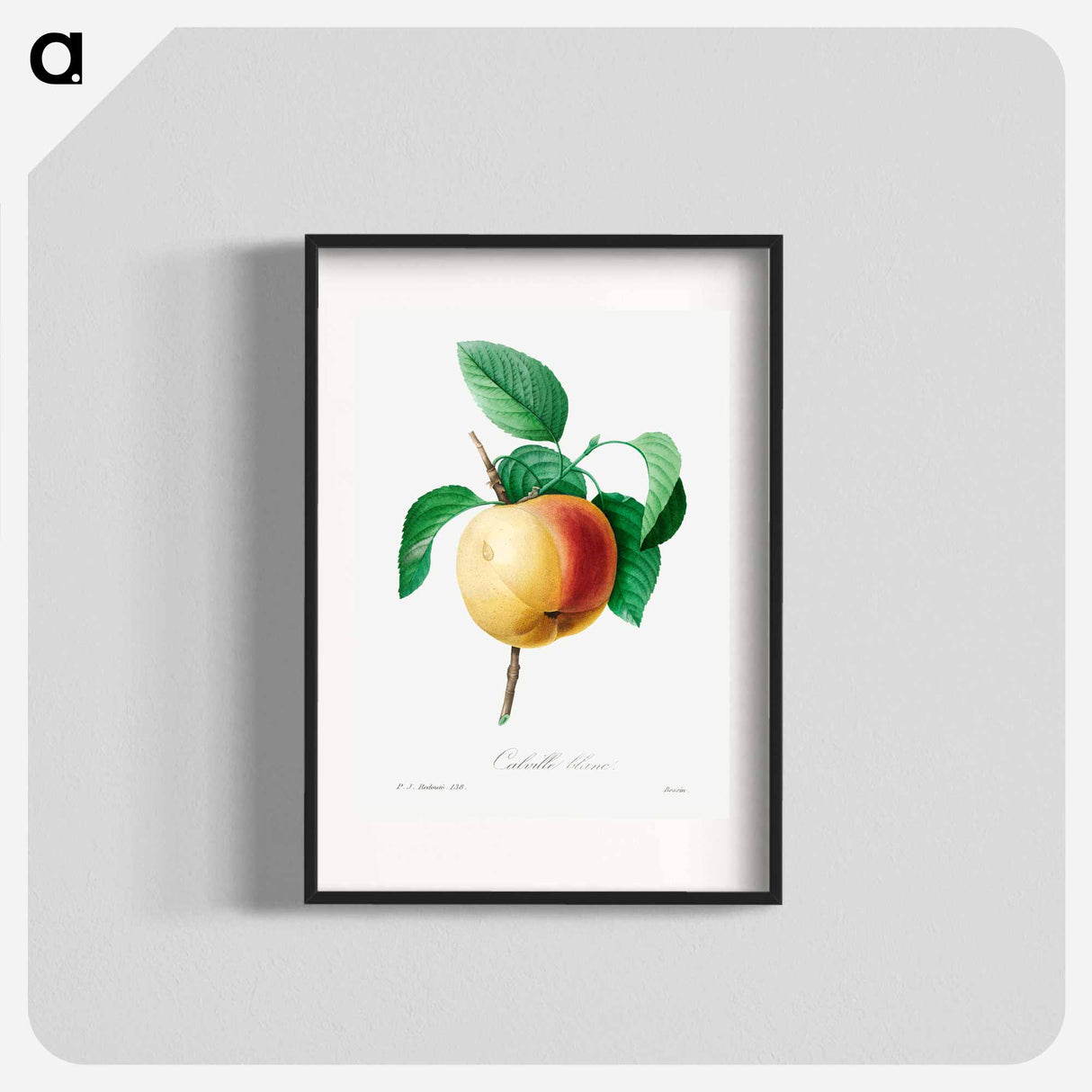 Apple - Pierre Joseph Redouté Poster.