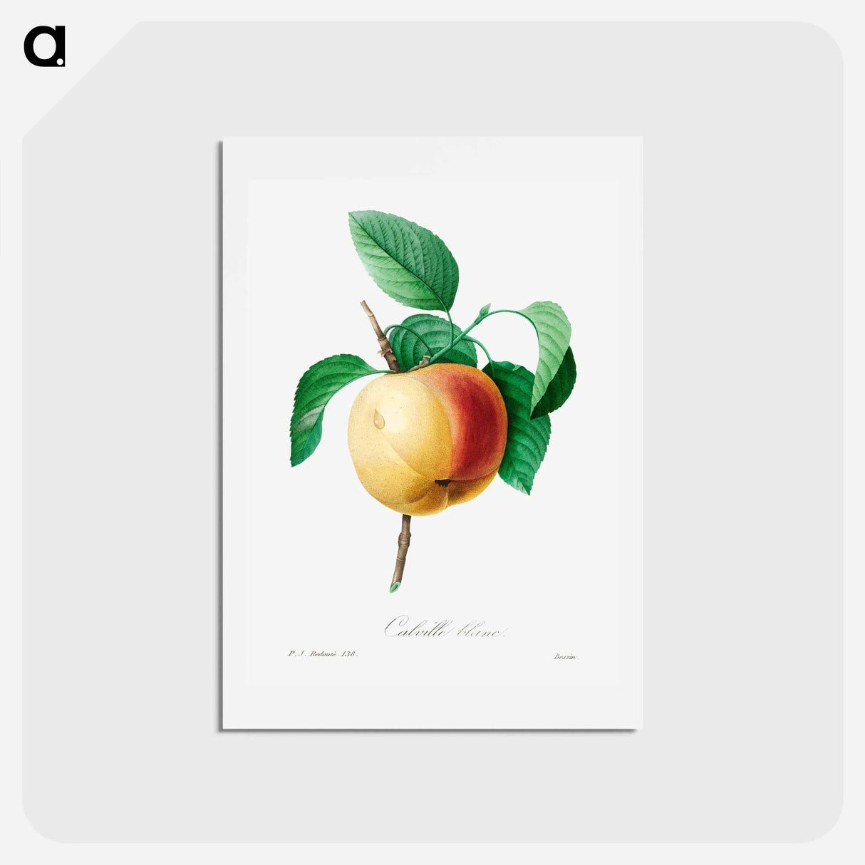アートポストカード-Apple - ピエール ジョゼフ ルドゥーテ Postcard.