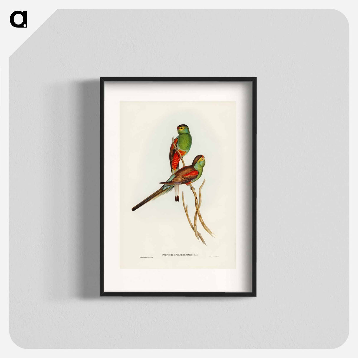 アートポスター-Beautiful Parakeet
- ジョン グールド Poster.
