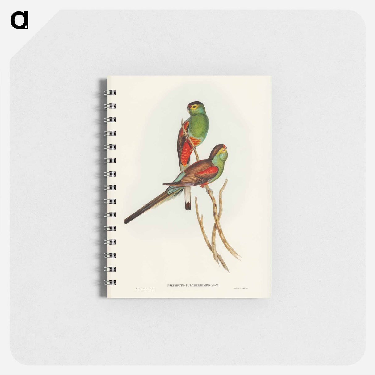 アートメモ帳-Beautiful Parakeet
- ジョン グールド Memo.