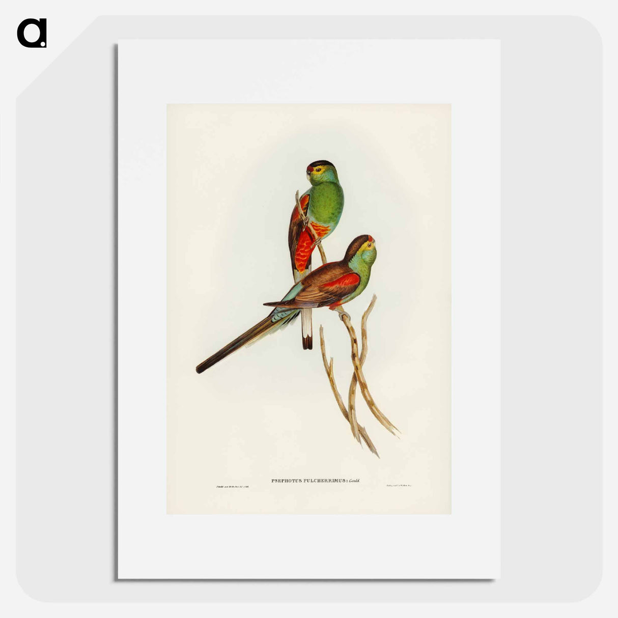 アートポスター-Beautiful Parakeet
- ジョン グールド Poster.