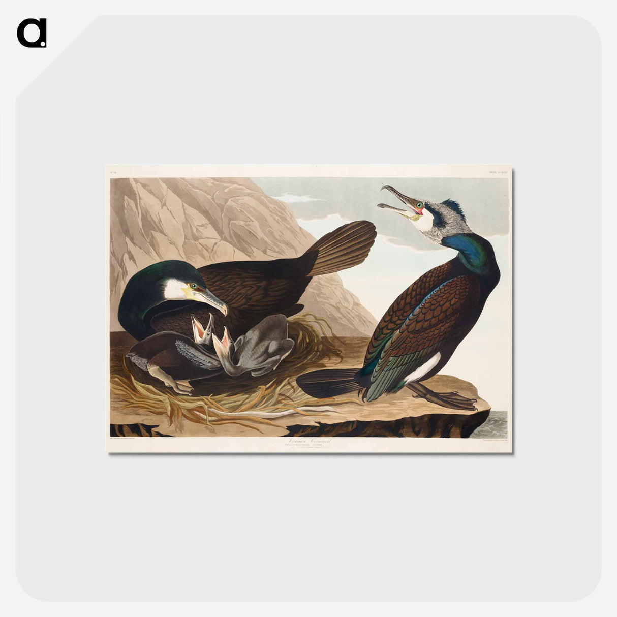 Common Cormorant
- ジョン ジェームス オーデュボン Postcard.