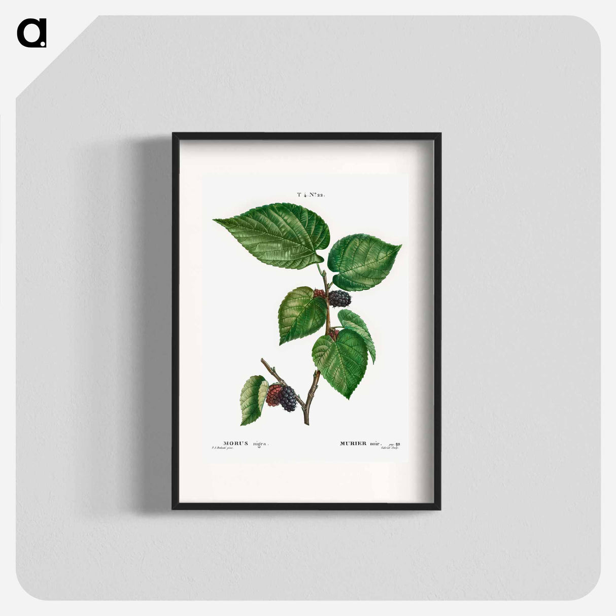 アートポスター-Black Mulberry - ピエール ジョゼフ ルドゥーテ Poster.