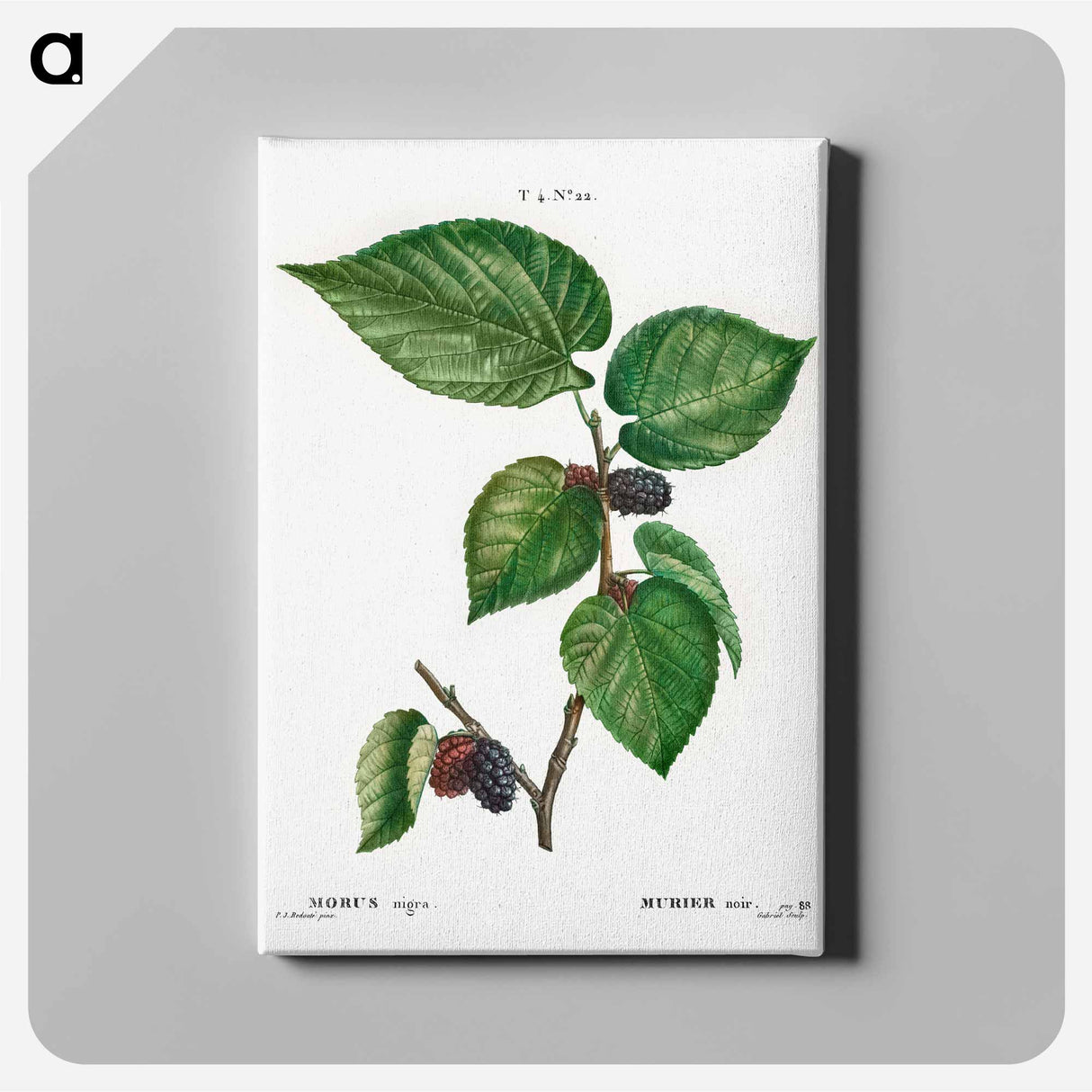 Black Mulberry - Pierre Joseph Redouté Canvas.