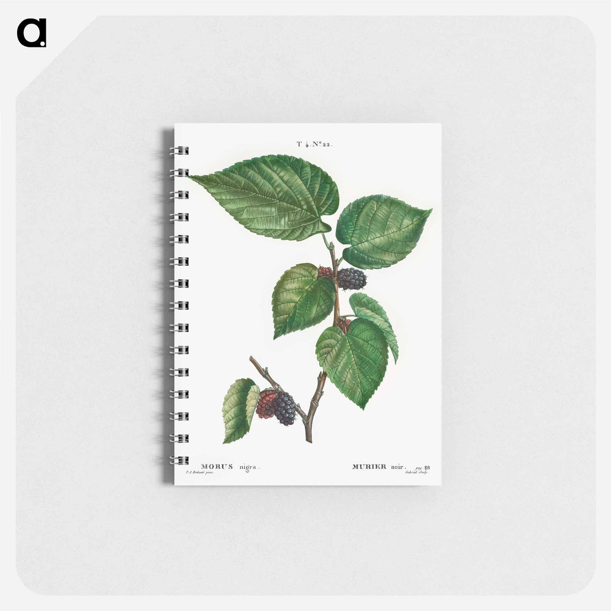 Black Mulberry - ピエール ジョゼフ ルドゥーテ Memo.