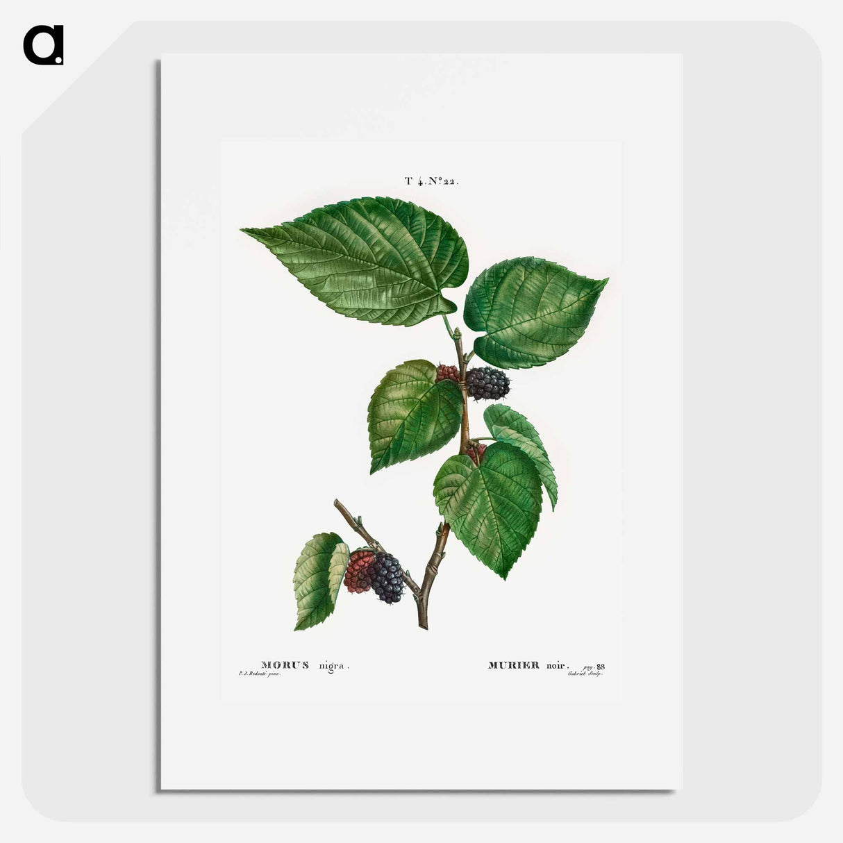アートポスター-Black Mulberry - ピエール ジョゼフ ルドゥーテ Poster.