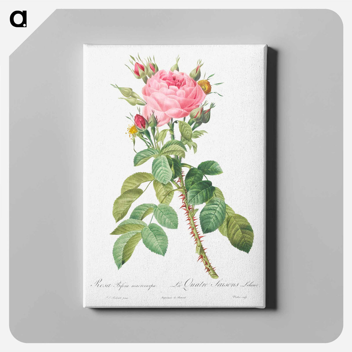 Rosa bifera macrocarpa also known as Lelieur's Four Seasons Rose - Pierre Joseph Redouté Canvas.
