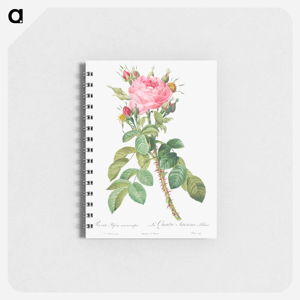 Rosa bifera macrocarpa also known as Lelieur's Four Seasons Rose - ピエール ジョゼフ ルドゥーテ Memo.