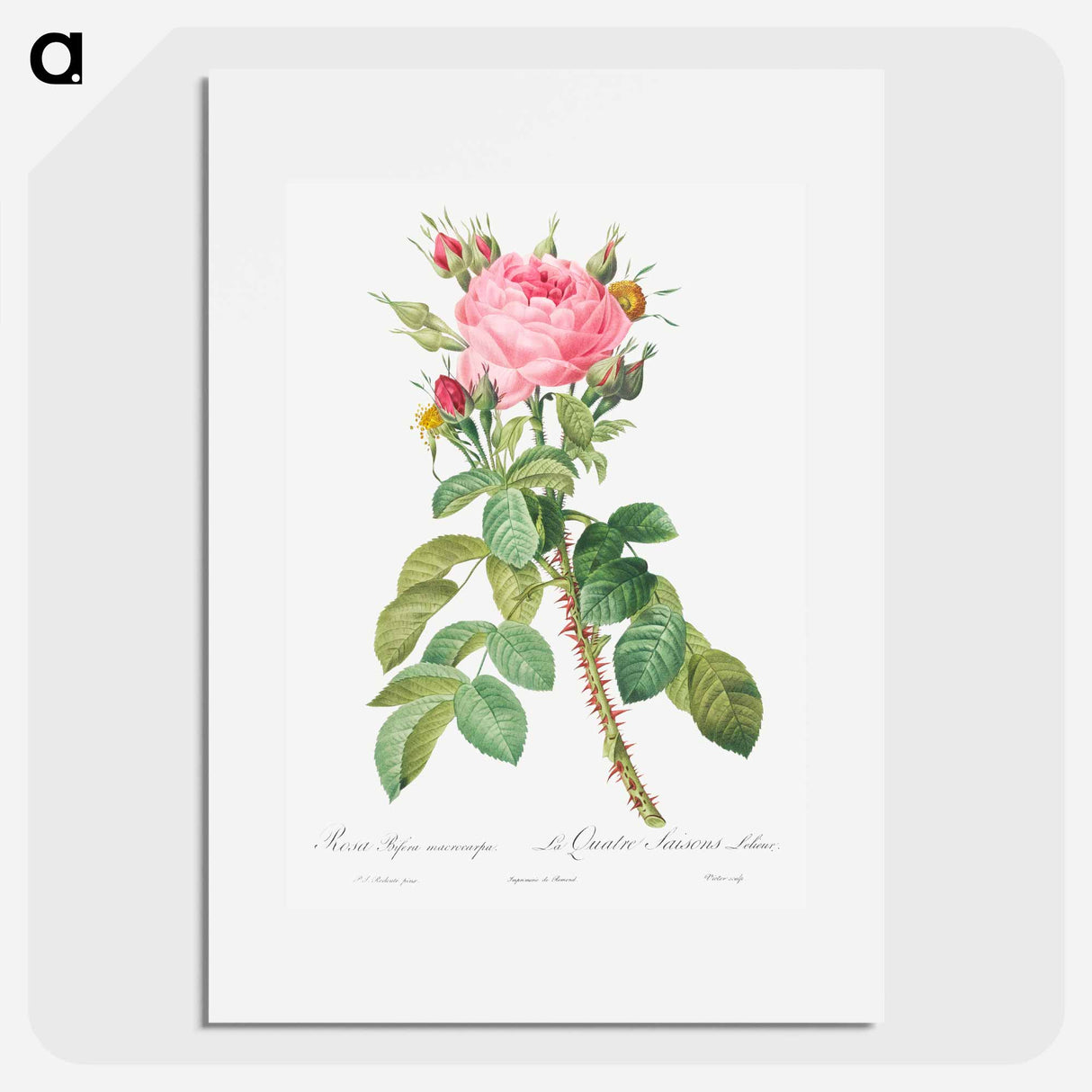 Rosa bifera macrocarpa also known as Lelieur's Four Seasons Rose - Pierre Joseph Redouté Poster.