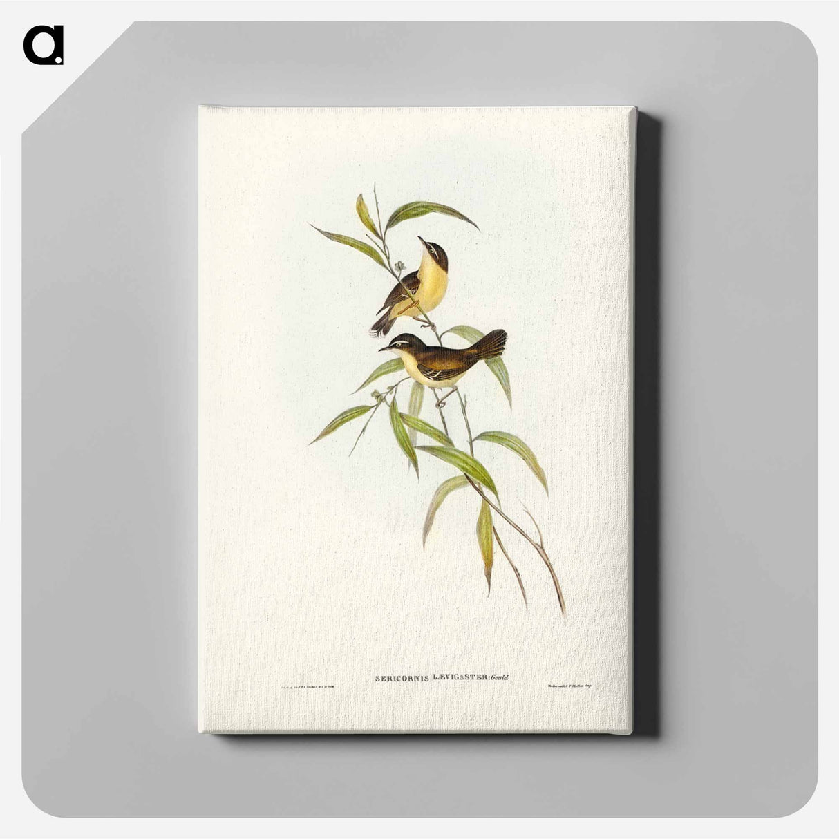 アートパネル-Buff-breasted Scrubwren
- ジョン グールド Canvas.
