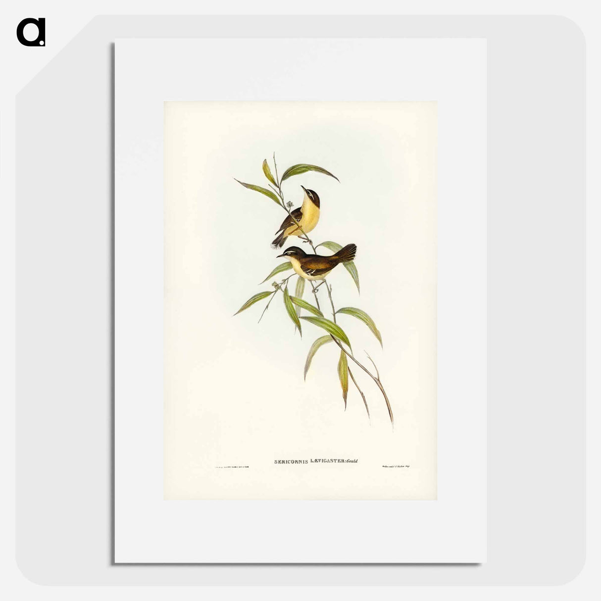 アートポスター-Buff-breasted Scrubwren
- ジョン グールド Poster.