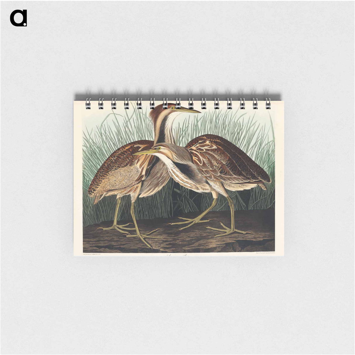 アートメモ帳-American Bittern
- ジョン ジェームス オーデュボン Memo.