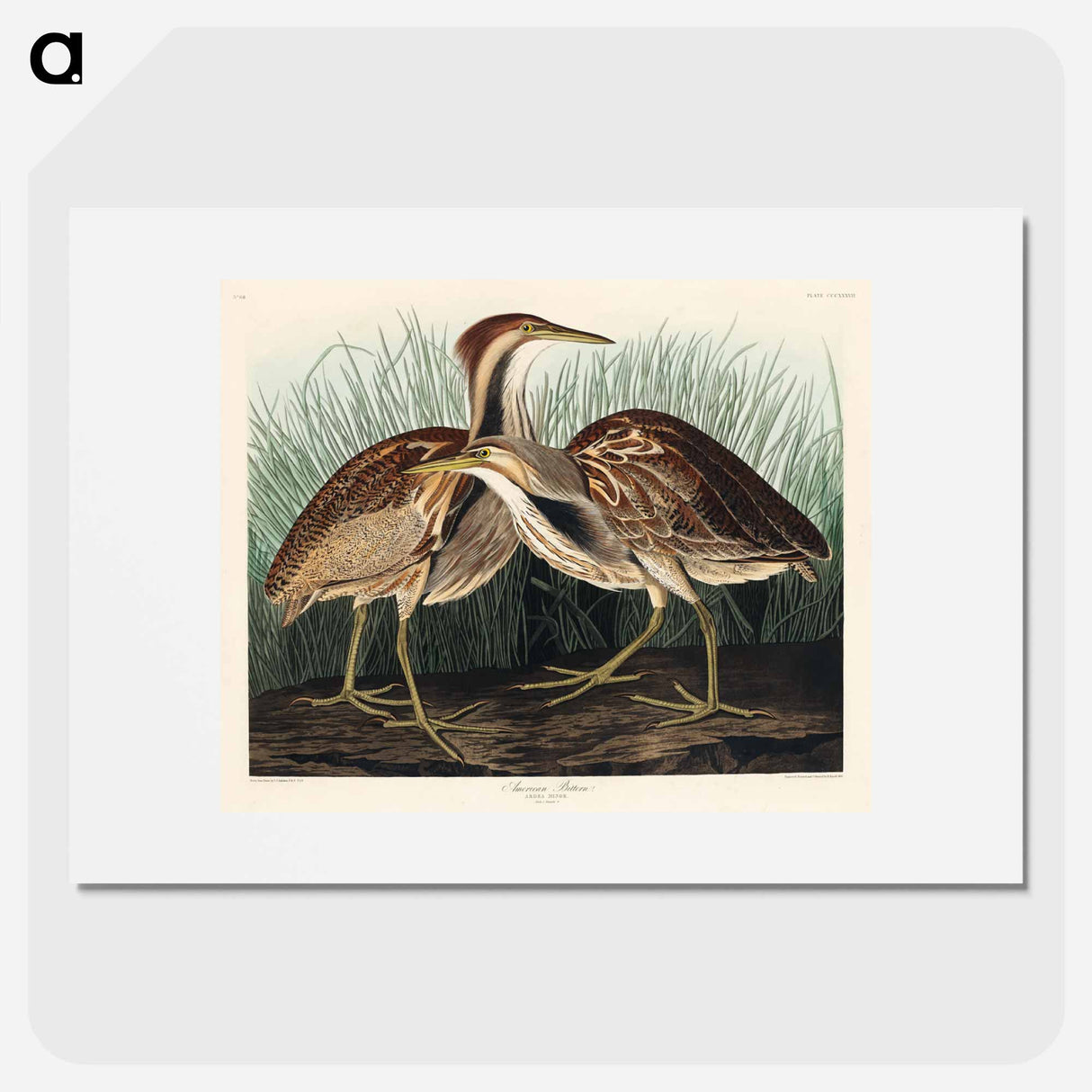 アートポスター-American Bittern
- ジョン ジェームス オーデュボン Poster.