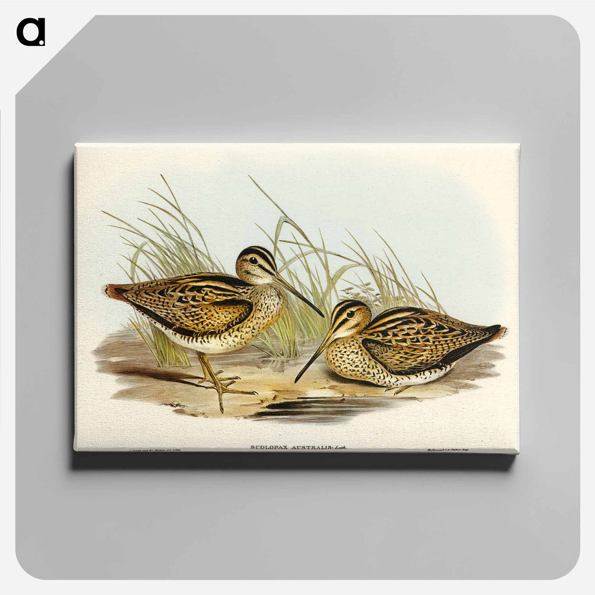 アートパネル-New Holland Snipe
- オーストラリアの鳥 Canvas.