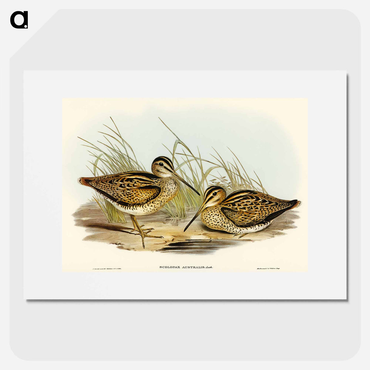 アートポスター-New Holland Snipe
- オーストラリアの鳥 Poster.