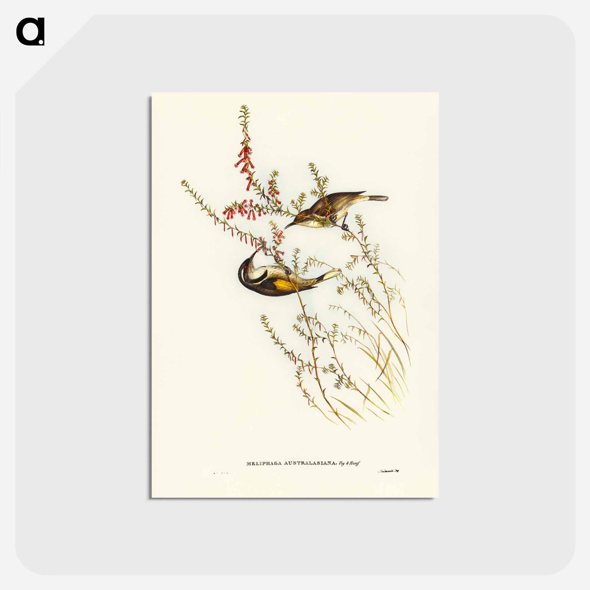 アートポストカード-Tasmanian Honey-eater
- ジョン グールド Postcard.