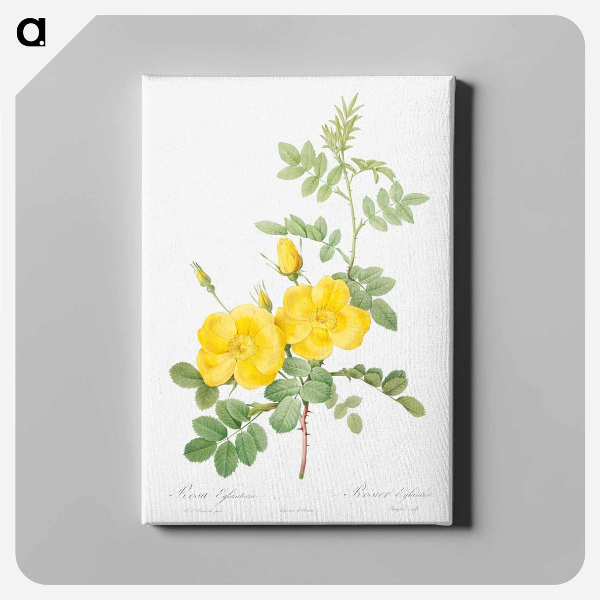 Sweetbriar Rose - Pierre Joseph Redouté Canvas.