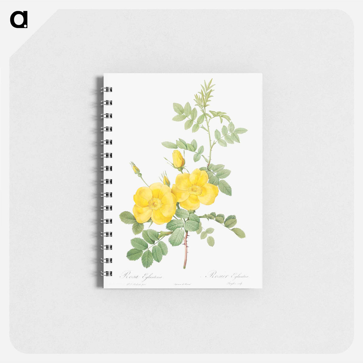 Sweetbriar Rose - ピエール ジョゼフ ルドゥーテ Memo.