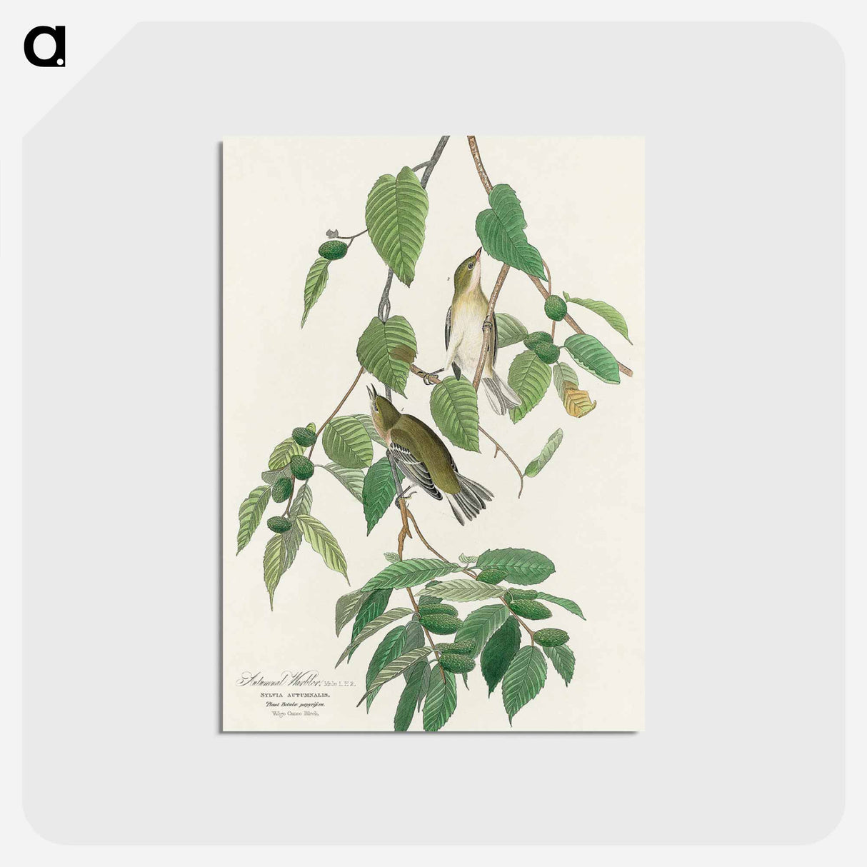 アートポストカード-Autumnal Warbler from Birds of America
- アメリカの鳥たち Postcard.