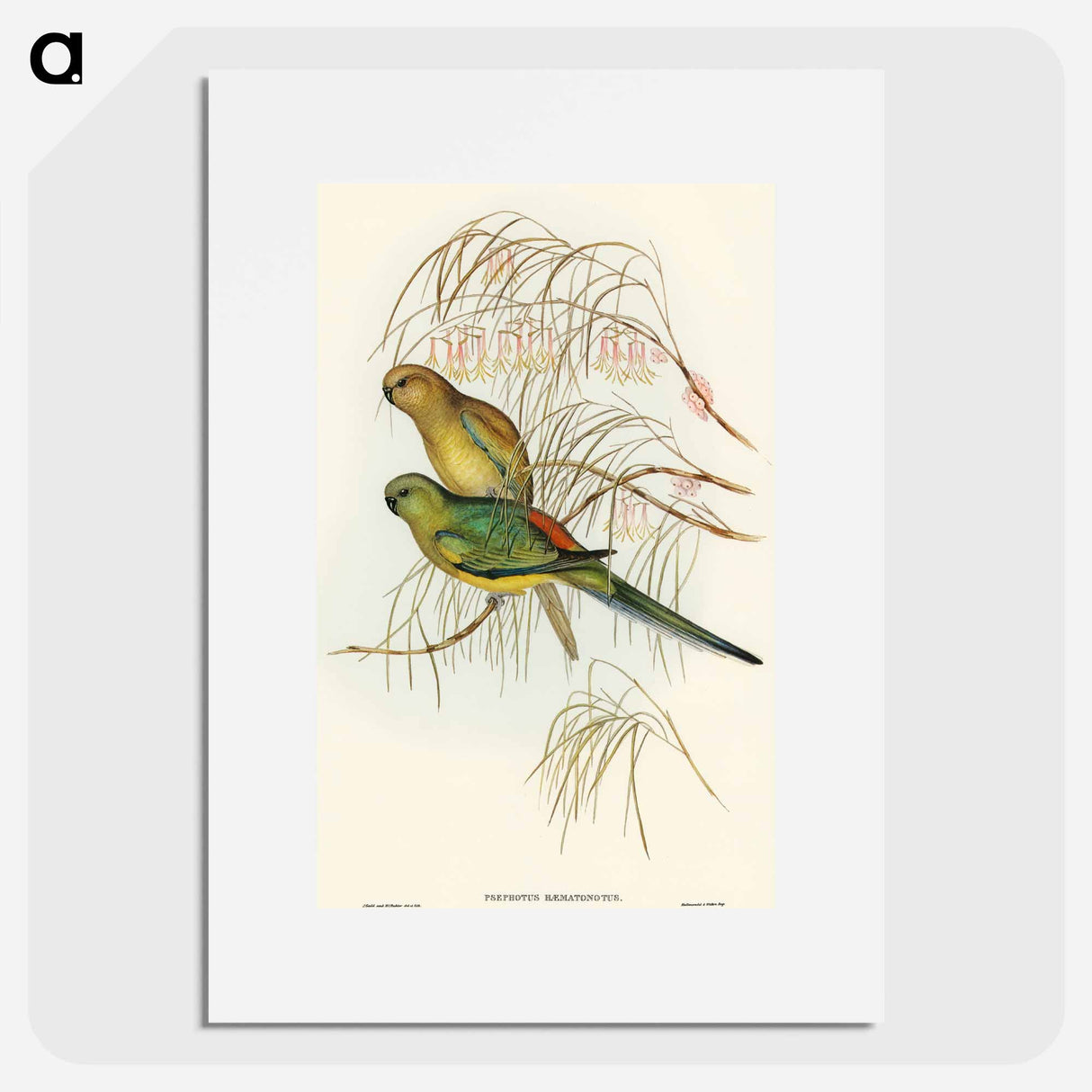 Red-backed Parakeet
- オーストラリアの鳥 Poster.