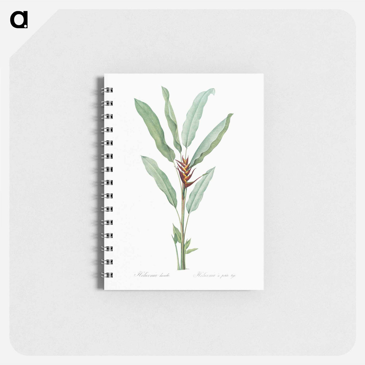 アートメモ帳-Parrot heliconia illustration - ピエール ジョゼフ ルドゥーテ Memo.