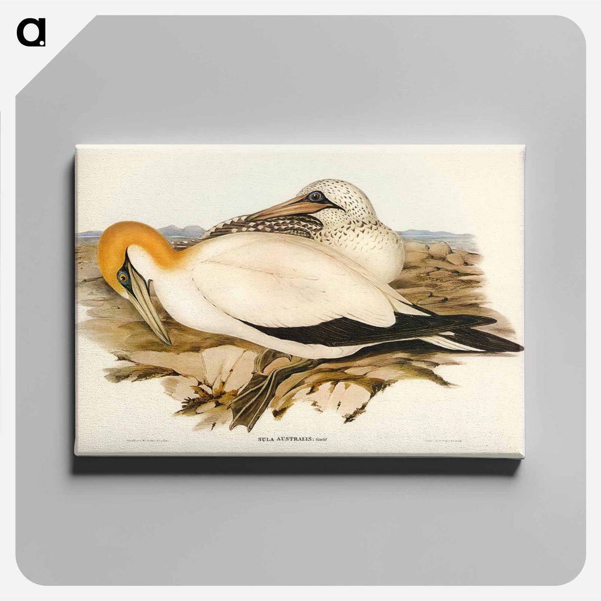 アートパネル-Australian Gannet
- オーストラリアの鳥 Canvas.
