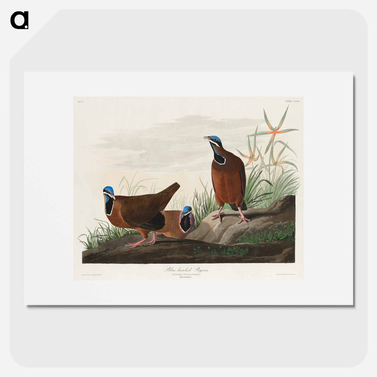 アートポスター-Blue-headed Pigeon
- ジョン ジェームス オーデュボン Poster.