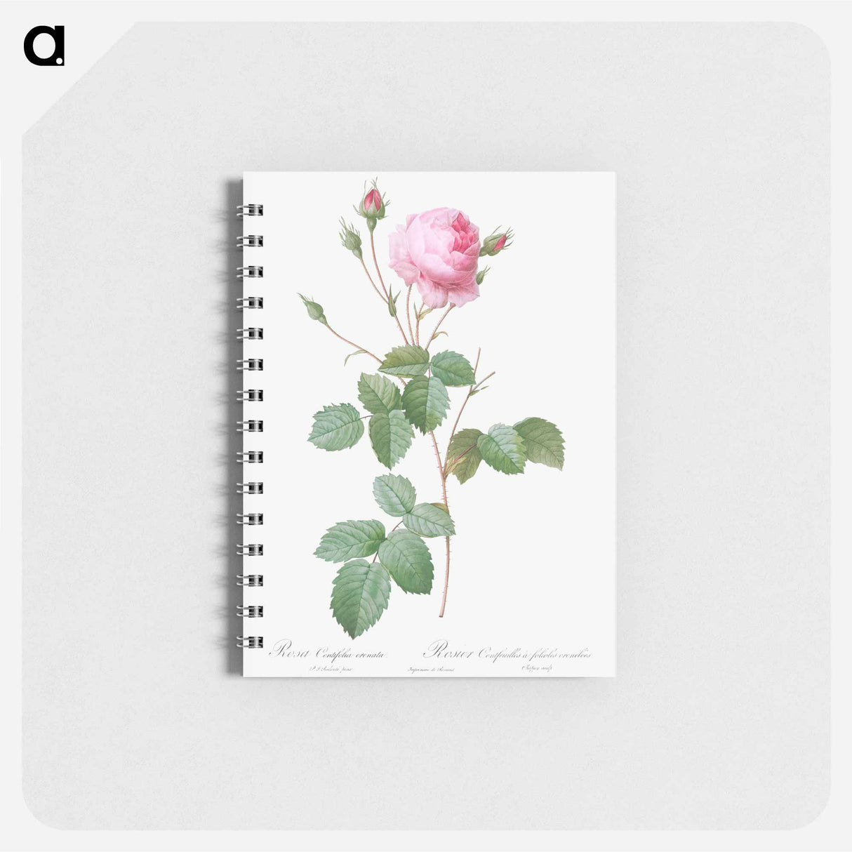 Crenate-Leaved Cabbage Rose - ピエール ジョゼフ ルドゥーテ Memo.