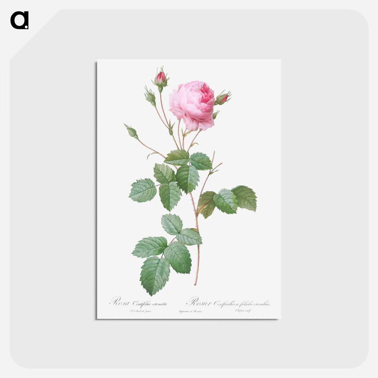 アートポストカード-Crenate-Leaved Cabbage Rose - ピエール ジョゼフ ルドゥーテ Postcard.