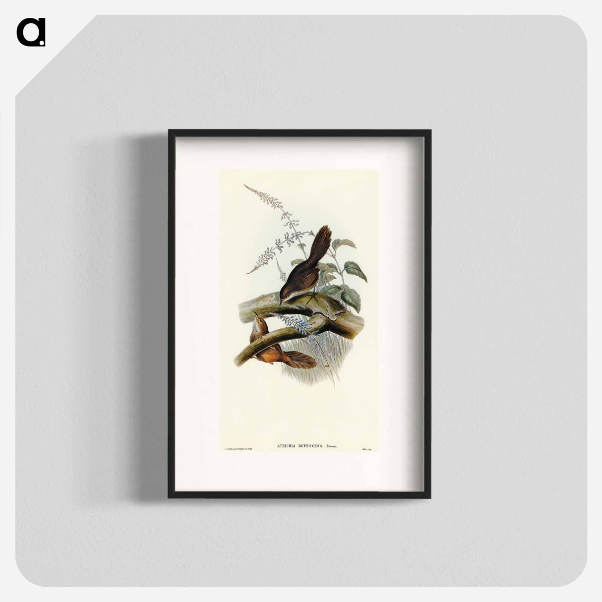 Rufescent Scrub-Bird
- オーストラリアの鳥 Poster.