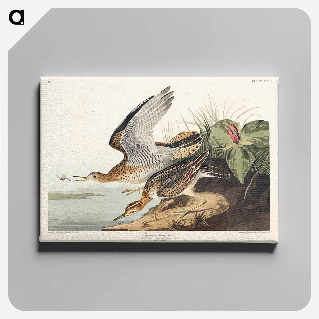 アートパネル-Bartram Sandpiper
- ジョン ジェームス オーデュボン Canvas.
