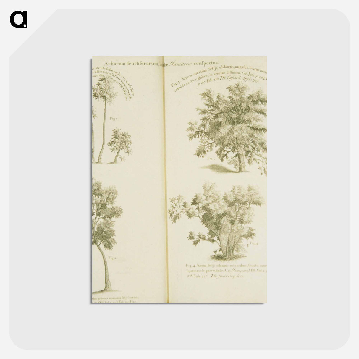 アートポストカード-Arborum fructiferarum, insulae, Jamaicae conspectus
- 国立医学図書館 Postcard.