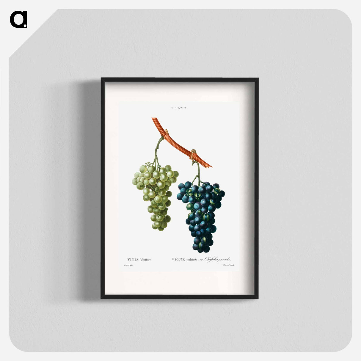 Grape vine - Pierre Joseph Redouté Poster.