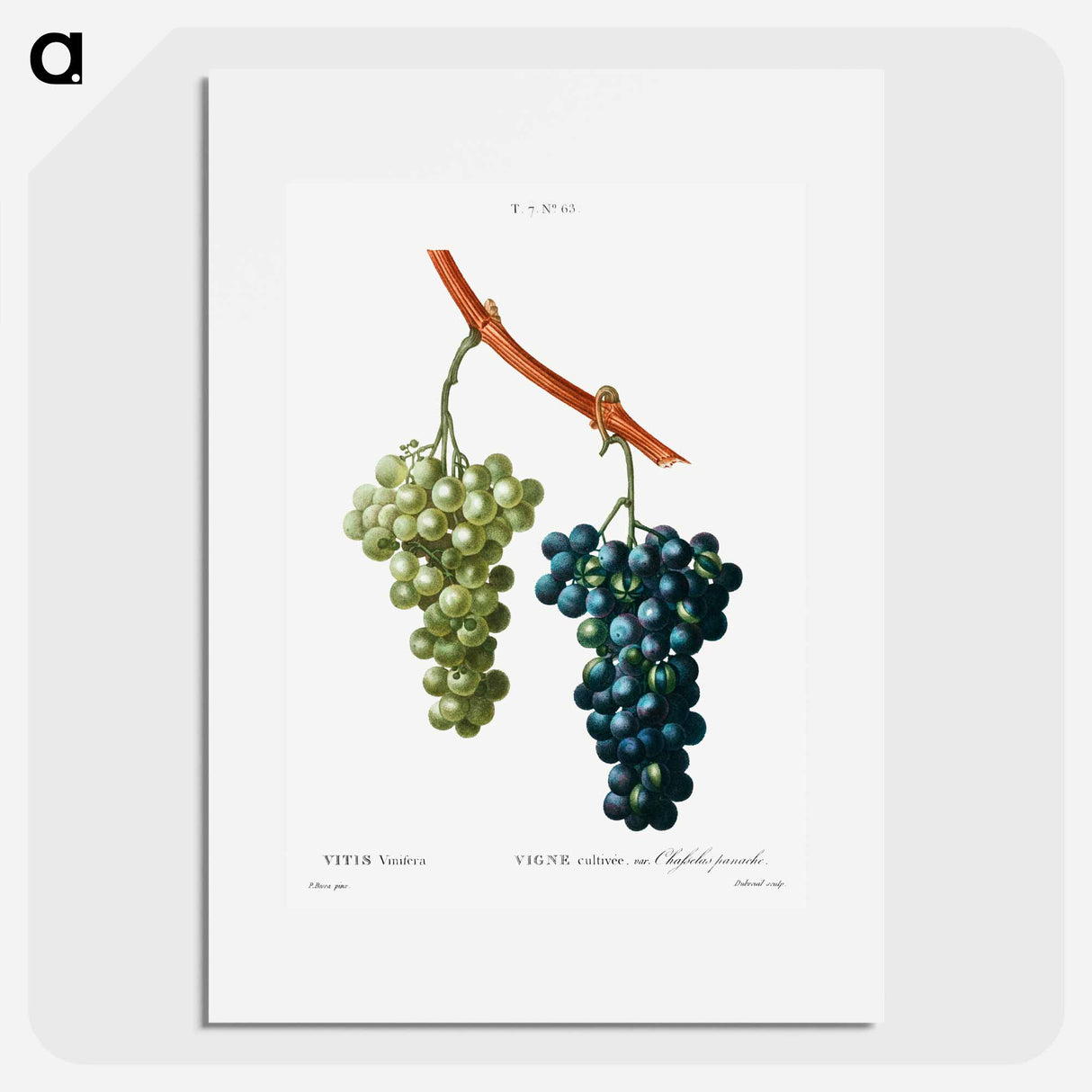 Grape vine - Pierre Joseph Redouté Poster.